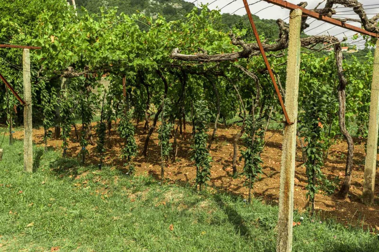 Appartamento Aria Cetinje Esterno foto