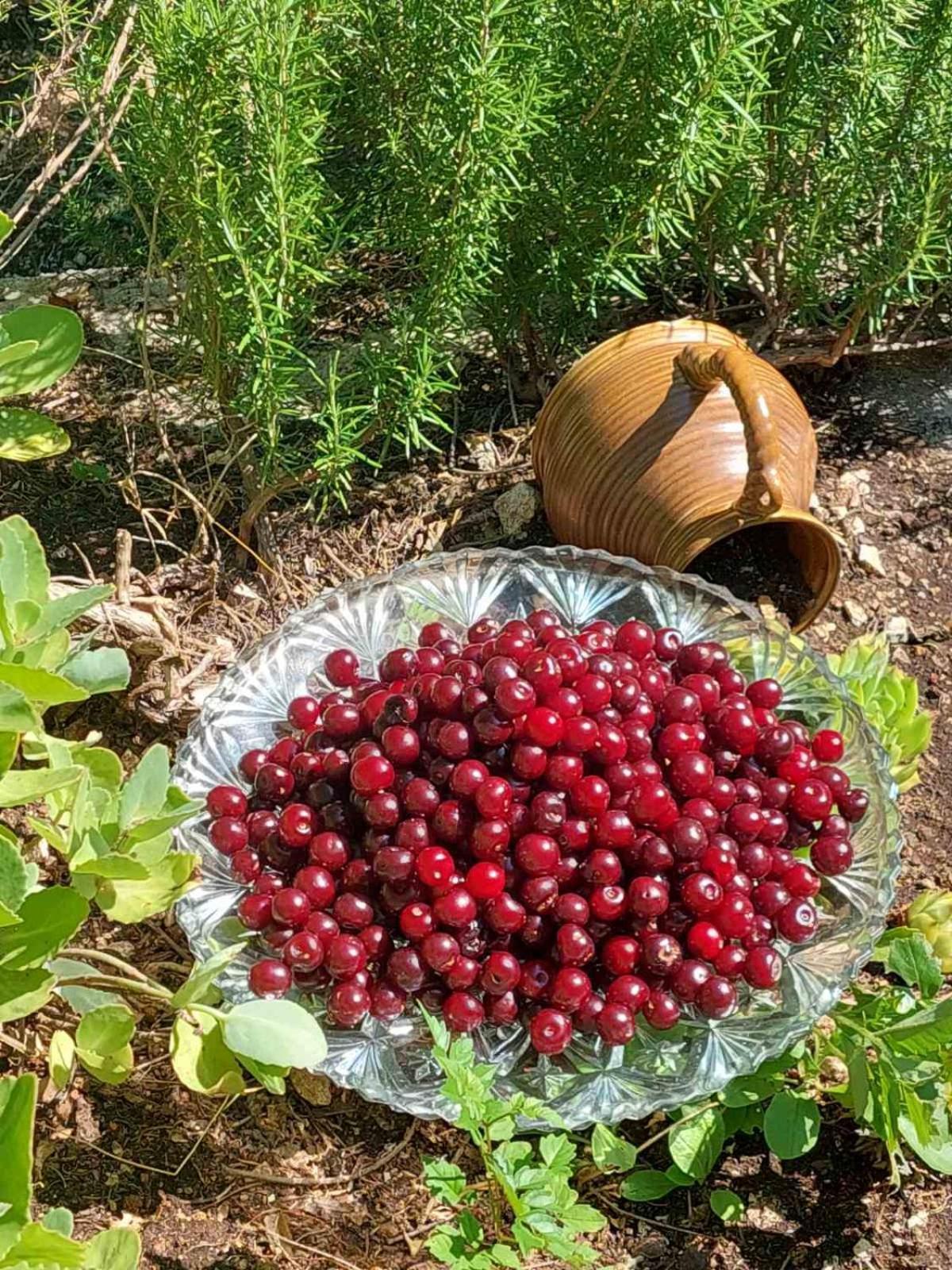 Appartamento Aria Cetinje Esterno foto