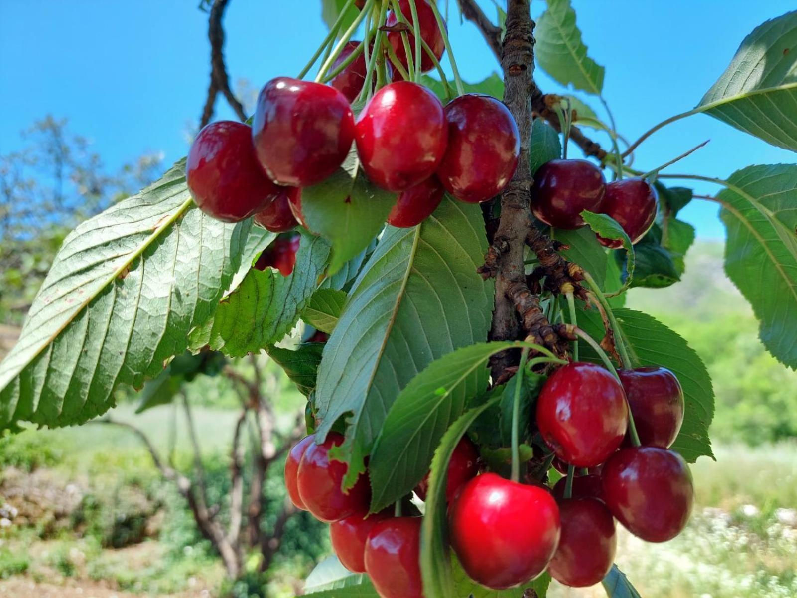 Appartamento Aria Cetinje Esterno foto